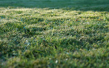 green, grass, daytime, rush, garden, texture, nature, juicy, neglected grassland, mow, hay