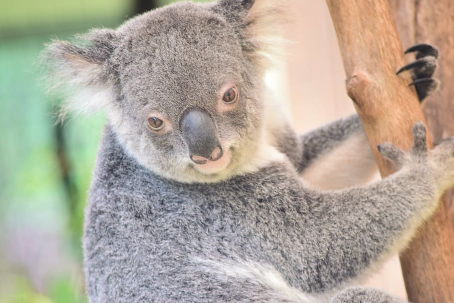 koala, Příroda, volně žijících živočichů, savec, roztomilý, Austrálie, eukalyptu, zvíře, strom, jednoho zvířete, zvířat