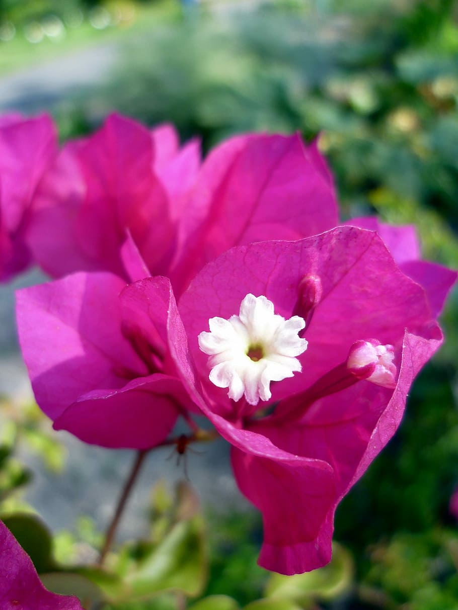 čtyři, hodin, hodinová rostlina, bougainvillea, čtyři hodiny, květ, růžový, bílý, okvětní lístky, zahrada, zavřít