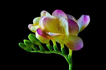 galben, roz, flori de frezii, sia, floare, inflori, a inflori, primăvară, închide, colorat, schnittblume