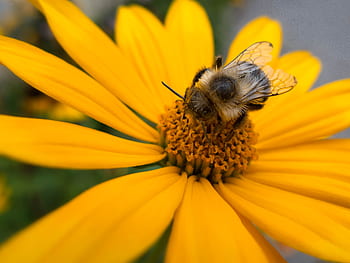 ape, primavera, fiore, polline, natura, all'aperto, biologico, naturale, Ali, alveare, giardino