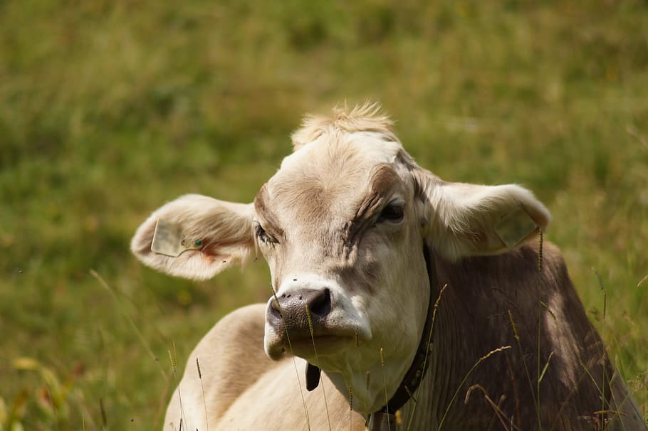 mucca sdraiata, Manzo, pascolo, mucca, dire bugie, prato, agricoltura, natura, animale, bestiame, verde