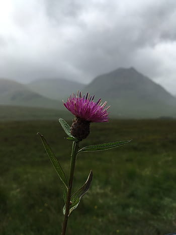 scotland, thistle, scottish, flower, nature, purple, summer, symbol, botany, wild, highlands