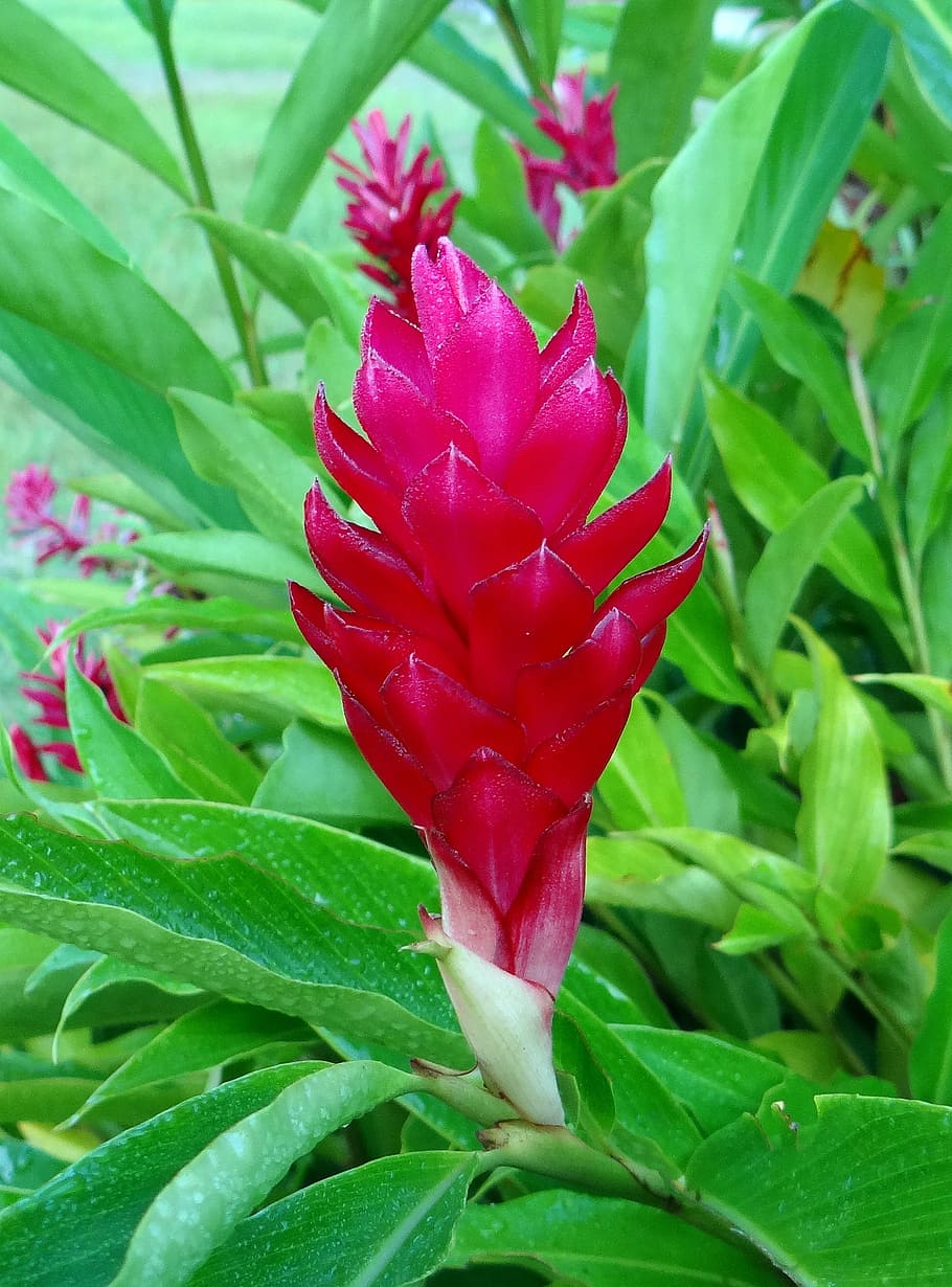 červený zázvor, květ, Červené, pštros chocholatý, růžový kužel zázvor, alpínia purpurata, zingiberaceae, kaiga, karnataka, Indie
