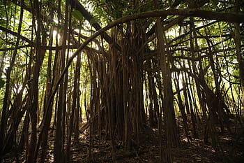 green, leafed, plant, jungle, selva, amazon, tree, forest, ecosystem