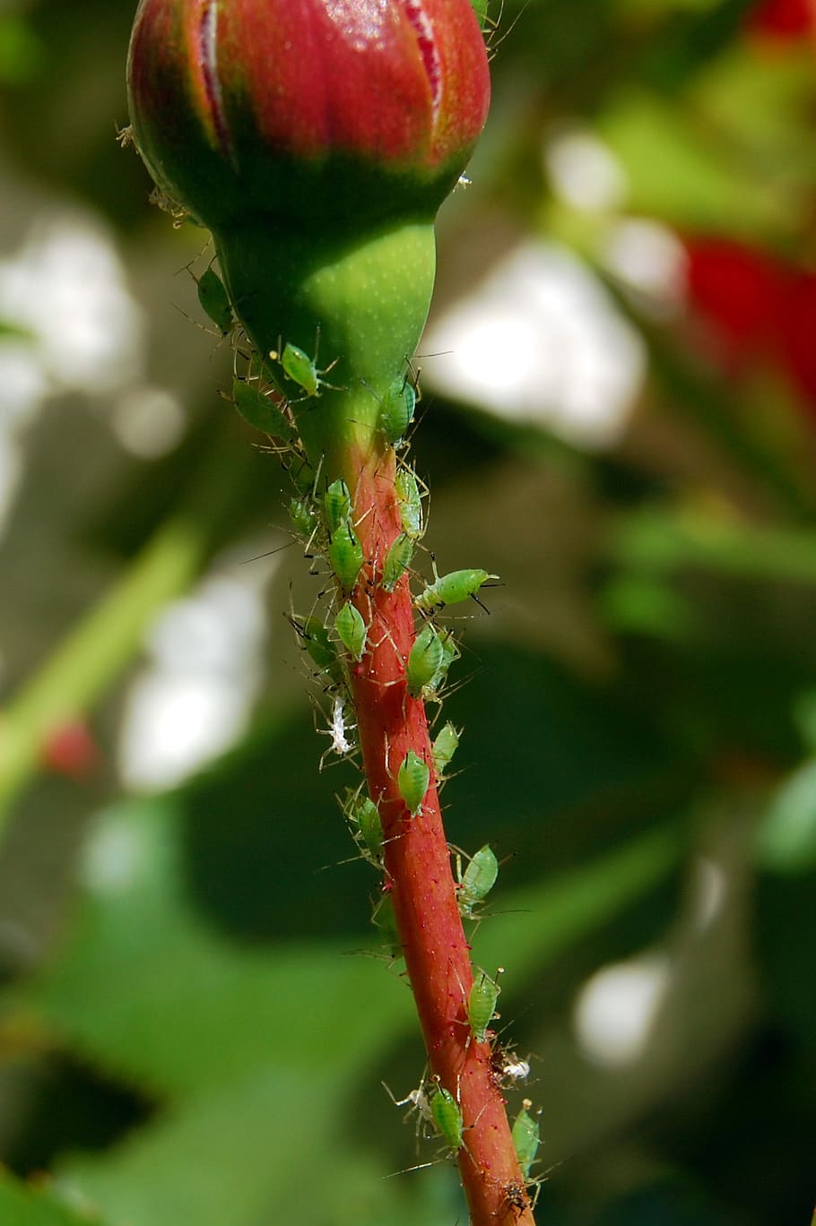 lice, aphids, ros, bud