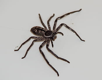 Huntsman Spider, Brown, spider, large, hairy, native, wild, queensland, australia, arachnid, legs