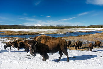 foto, Marrone, Toro, terra, Yellowstone, Parco Nazionale, viaggio, turismo, la neve, inverno, ghiaccio