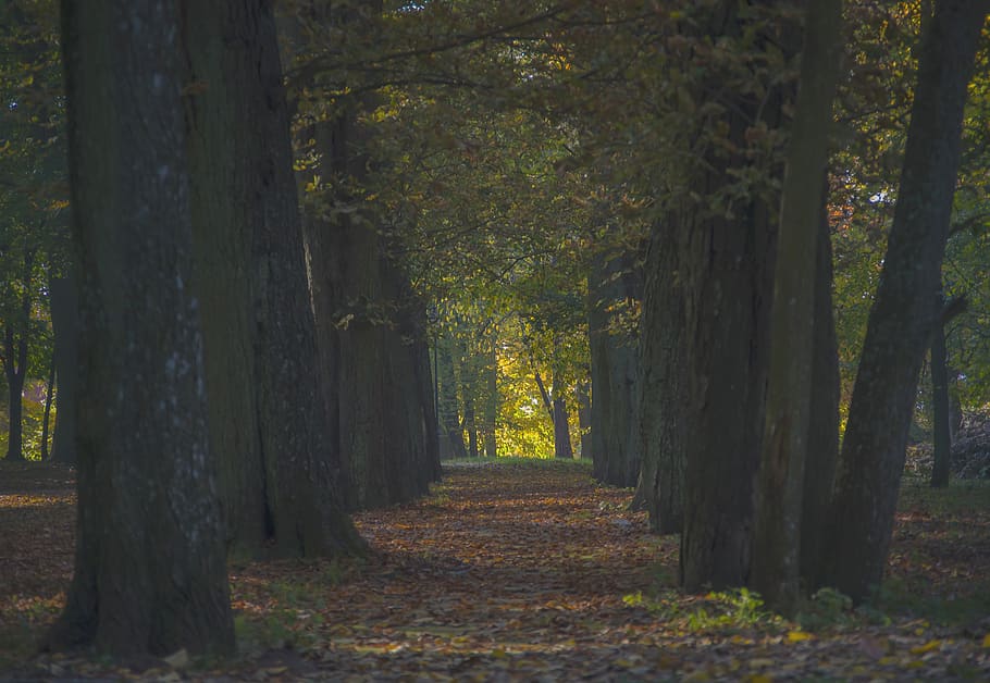 tree, park, trellis, green, omszałe, landscape, nature, forests, forest, the stage