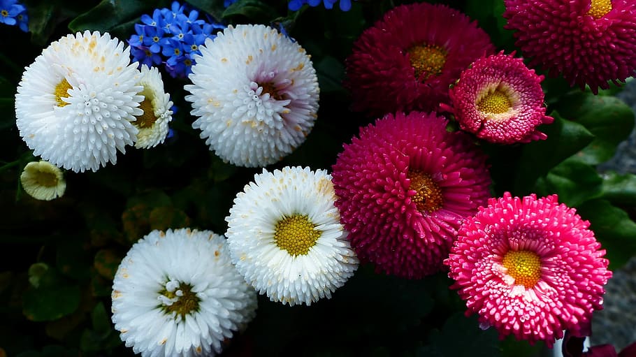 flower, nature, plant, summer, garden, colors, spring, massif, flowering, flower garden, summer flower