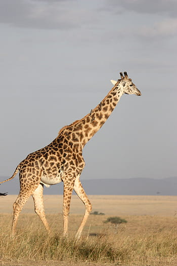 giraffe, withered, grass, tall, mammal, africa, south africa, wild, nature, wildlife, animals