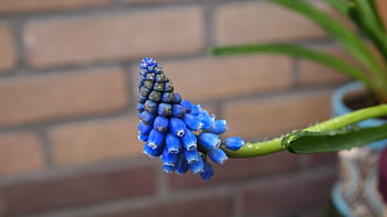 blue grape, muscari, spring flower, flower pot, garden, bricks, blue, bluebells, drops, rain shower, stem