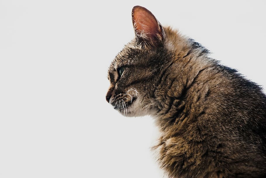 katze, natur, kontur, domácí kočka, domácí mazlíčci, jednoho zvířete, domácí zvířata, zvířat, Kočkovitý