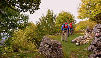 escursione, foresta, autunno, pista, camminando con bastoni, montagna, il percorso europeo, e5, Lessinia, Italia