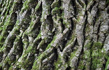 träd, bark, natur, trä, trunk, textur, mönster, mossa