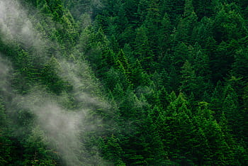 aerial, forest, trees, fog, green, nature, clouds, aesthetic, pines, mountain, highland