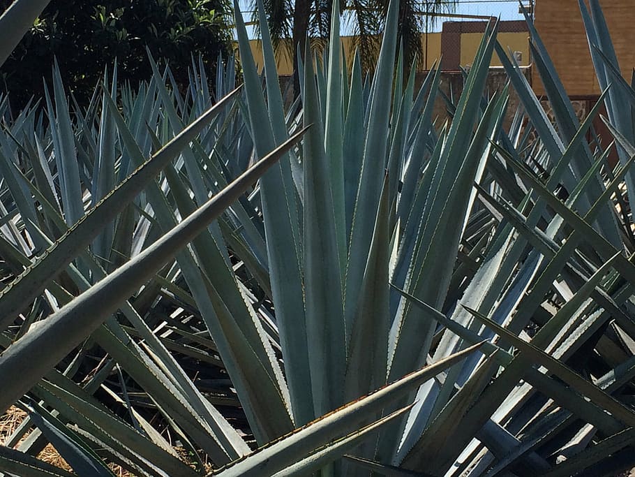 zelená, lineární, listoval, rostlina, modrá agáve, zahrada, tequila, Mexiko