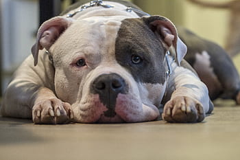 cane, pitbull, prepotente, animale, animale domestico, cucciolo, pitbull americano, bullo americano, cane triste, amstaff, mastino
