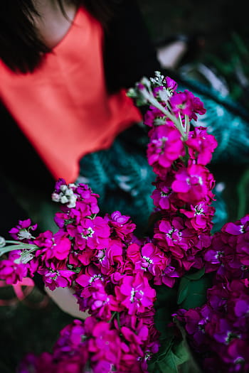 Colorido, exótico, flores, vegetación, flora, hoja, hojas, tropical, multicolor, flor, naturaleza
