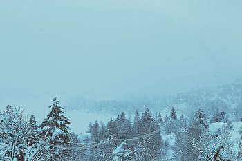 sacco di alberi innevati, alberi, coperto, la neve, giorno, inverno, freddo, bufera di neve, nebbioso, foresta, boschi