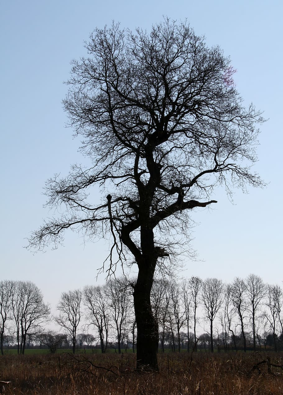 vemmetofte, park, Dub, silueta, zimní den, dřevo, sama