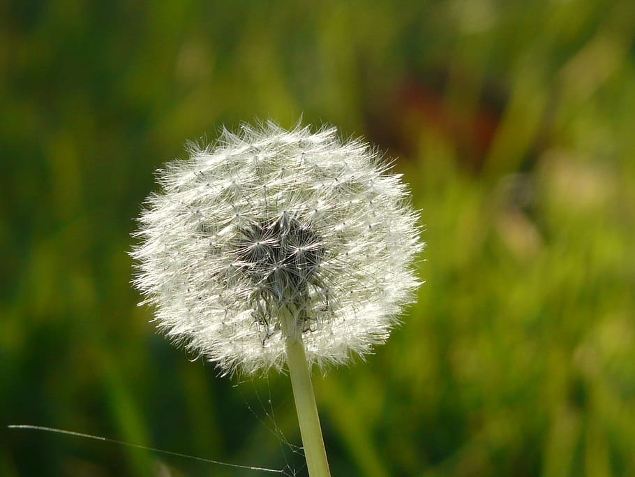 dandelion, common dandelion, taraxacum sect ruderalia, taraxacum, composites, asteraceae, fruits, hairy, flight screens, pappus, achaenen