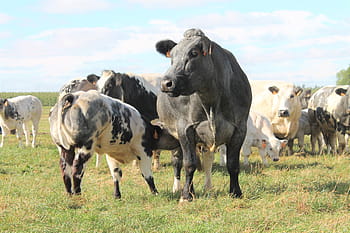 Cow, Calf, Beef Cattle, Belgian Blue, cow, calf, pasture, drinking, milk, farm, livestock, grass