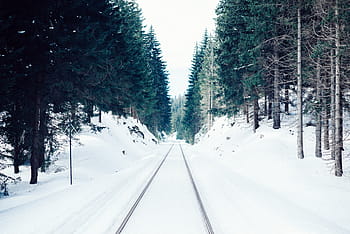 sneeuw, bomen, dag, winter, wit, koude, weer, ijs-, planten, natuur, weg