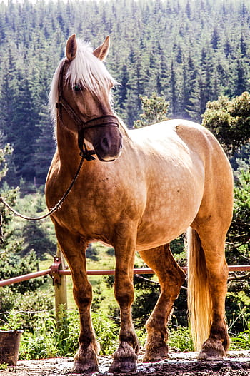 hnědý, kůň, stojící, Červené, kovová tyč, randonée, kobyla, broodmare, koně, koňský, hříva
