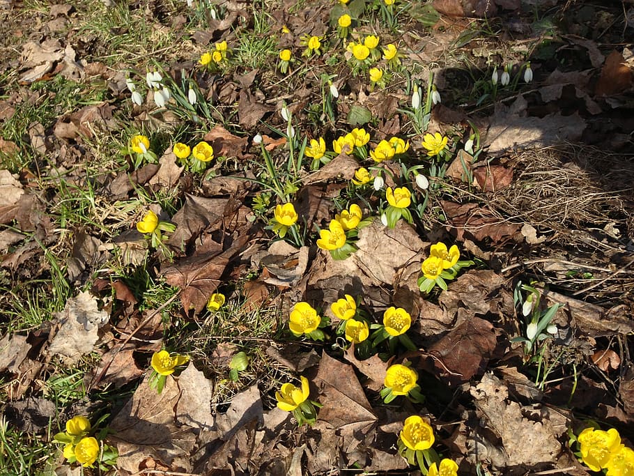 jaro, žlutá, květiny, rostlina, Švédsko, žluté květy, zimní aconite, les