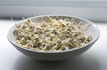 klíčky, mungo, čerstvý, jídlo, superfood, zeleniny, lusk, strava, přísada, vegetariánský, fazole