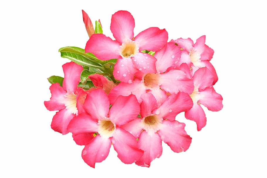 impala lilie, růžový, květ, zahrada, rostlina, Příroda, poušť, list, Červené
