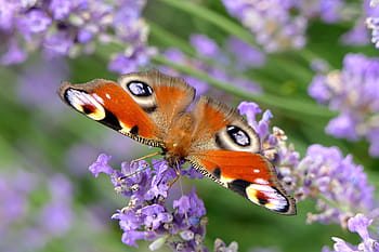 orange, white, black, moth, perched, purple, petaled flower, peacock butterfly, butterfly, close, nature
