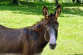brown, white, donkey, mule, animal, beast of burden, rural, nature, farm, grass, mammal