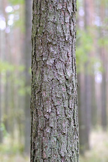 Trunk, Tree, Spruce, Forest, Bark, the bark, invoice, a simple, fragment, nature, tree Trunk