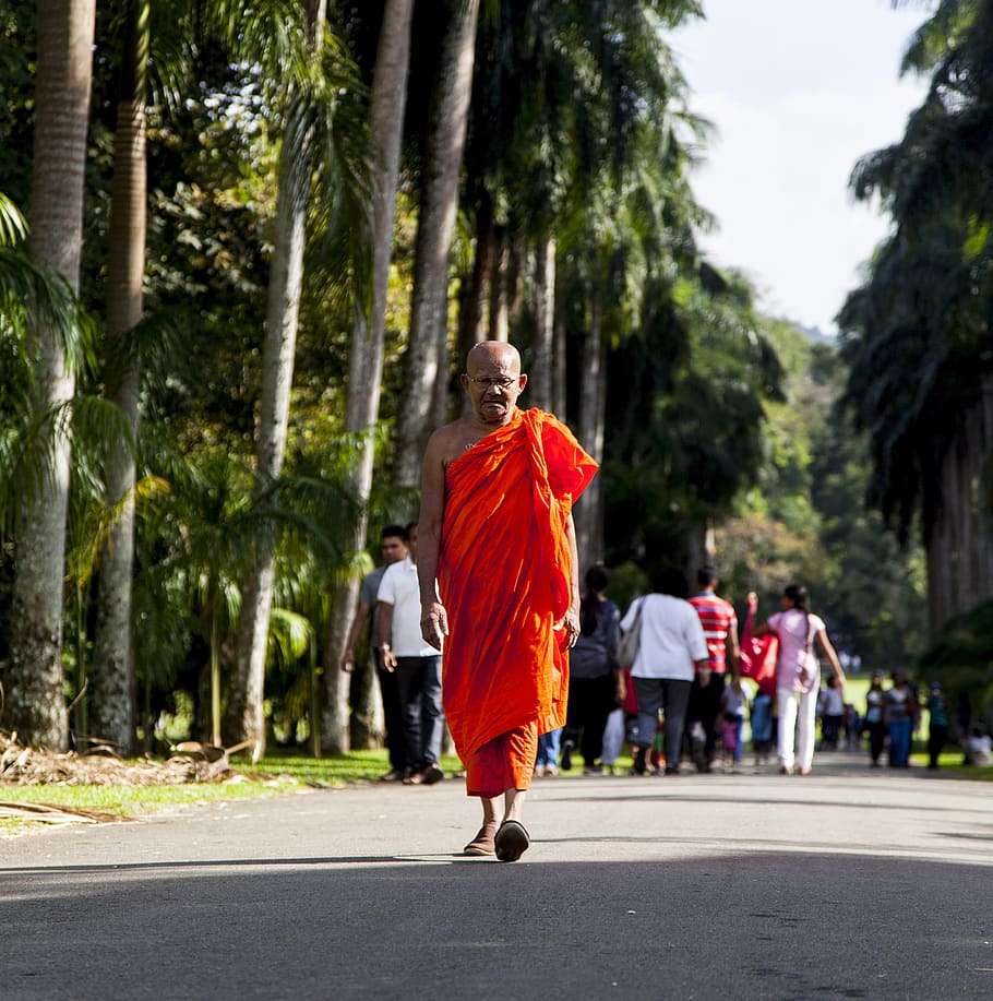 Monk, Buddhist, Asia, Buddhism, Travel, tree, full length, rear view, adult, people, walking