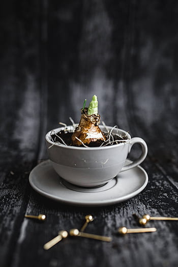 taza, planta, plántula, plantación, platillo, nuez, poco, corte, nueces, dorado, alfileres