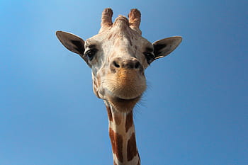 giraffe, close-up photography, animal, woods, forest, zoo, snout, spots, one animal, animal body part, animal wildlife