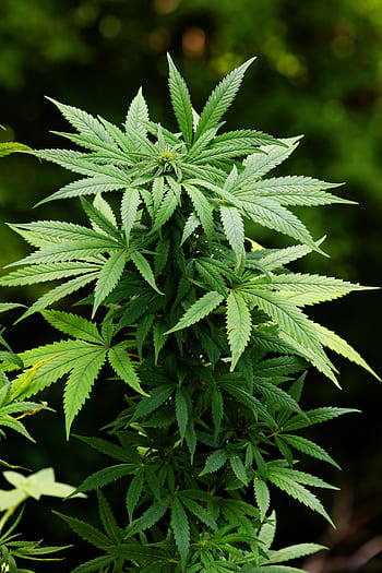 canapa, verde, erba, natura, droga, pentola, pianta, medicina, foglia, ganja, medico