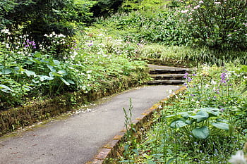 nachový, květ květu, schodiště, zahrada, tajemství, vinobraní, park, Příroda, zelená, den, cestovat