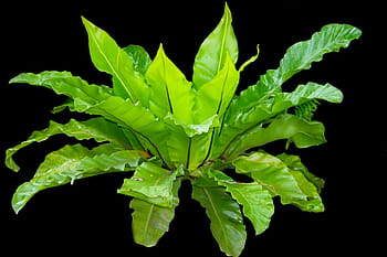 pianta a foglia verde, Kadaka, le foglie, felce, felce del nido di uccello, Asplenium, tropicale, foglia, natura, verde, pianta