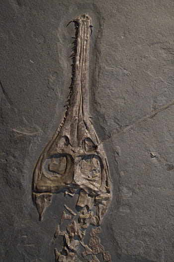 fossil, skull, head, skeleton, crocodile, hagbard, jurassic sea, jura, steinplatte, petrified, petrification