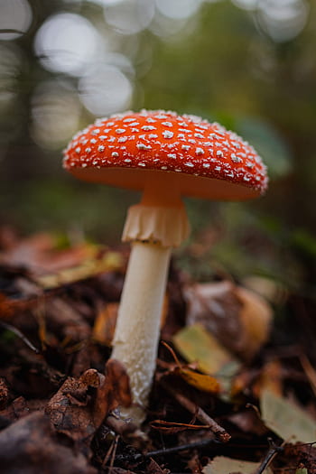 cogumelos, cogumelo, vermelho, outono, Amanita muscaria, perigoso, veneno, fungos, Toadstool, crescendo, floresta