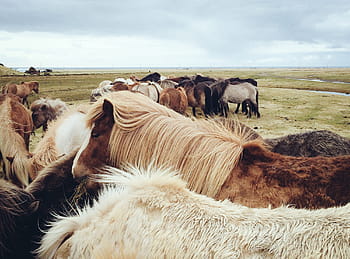 herd, horses, greenfield, brown, fields, gray, animal, mammal, nature, rural Scene, farm