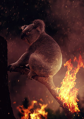 koala, fire, australia, devastation, flame, horror, destruction, hell, disaster, smoke, risk