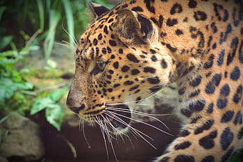 closeup, photography, leopard, animal, beast, cat, mammal, zoo, animals, predator, wild