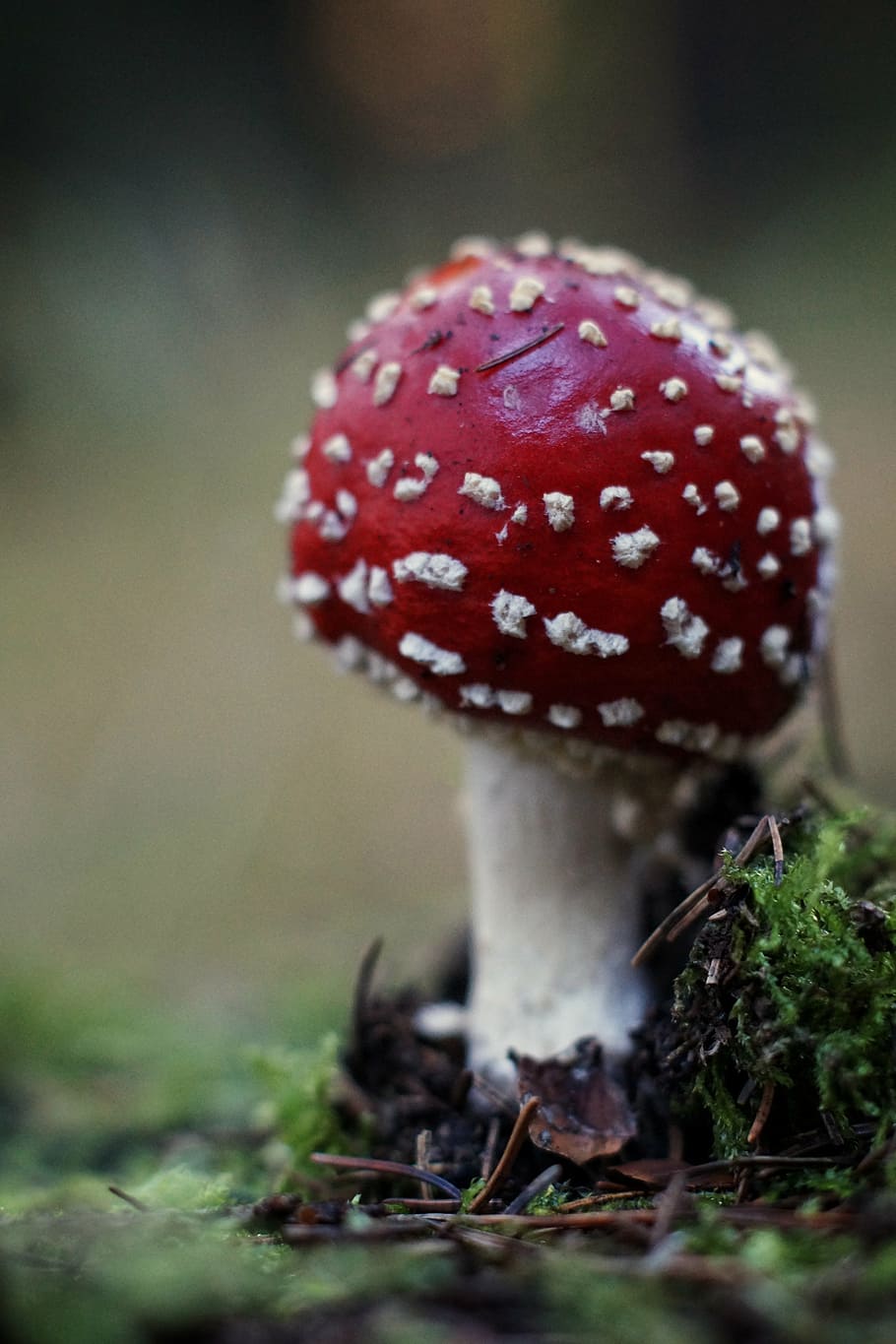 forest, autumn, mushroom, toxic, fly agaric, red, fungus, close-up, day, growth, outdoors