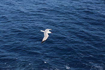 white, bird, flying, blue, ocean water, wide, body, water, seagull, one animal, animals in the wild