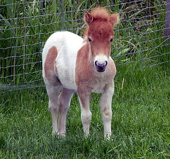 bílý, hnědý, kůň, stojící, zelená, travnaté hřiště, shetland pony, hříbě, mini poník, trpasličí poník, kůň dítě