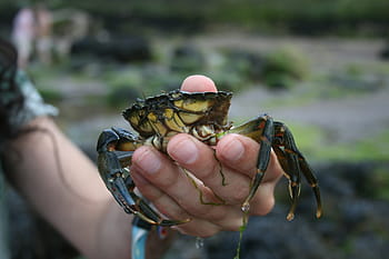 krab, dráp, jídlo, moře, shell, měkkýšů, čerstvý, námořní, oceán, Příroda, korýš